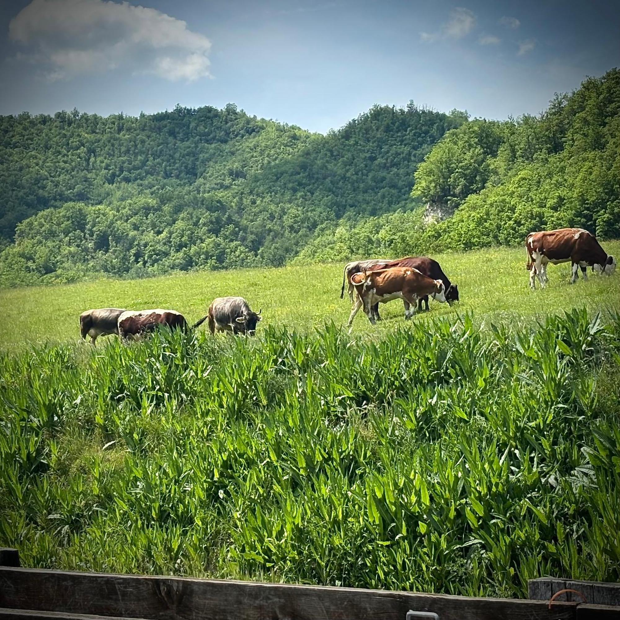 Tenuta Ca' Bella Dernice Esterno foto
